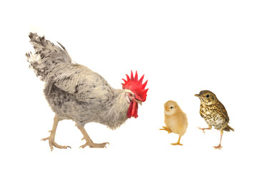 cock and  song thrush