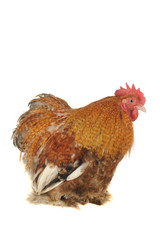 cock