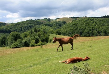 Fototapeta premium Horses on hill