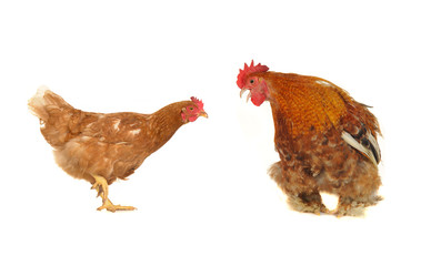 cock and brown hen