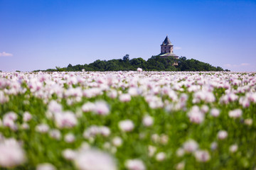 Fototapeta na wymiar Castle Humprecht (Czech Republic) and poppy field