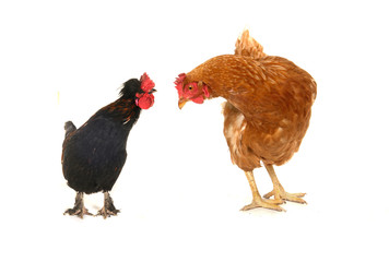 cock and brown hen