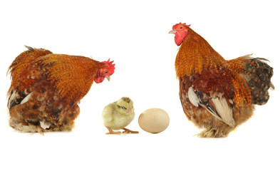 cock
