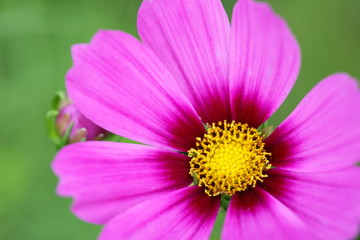 Fototapeta premium コスモス (昭和記念公園)