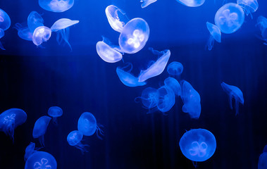 Moon Jellyfish