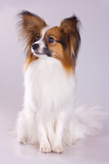 Papillon dog
