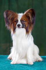 Papillon dog