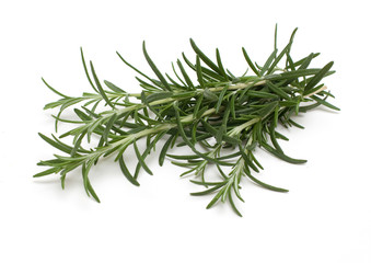 Fototapeta premium twigs of rosemary