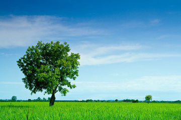 Fototapeta na wymiar Pojedyncze drzewa na polu ryżu i błękitne niebo.