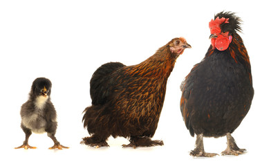 black cock