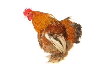 cock