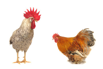 cocks