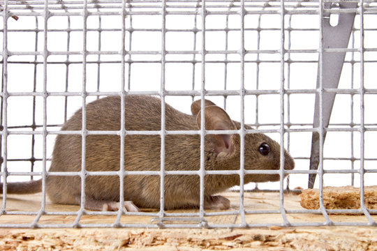 Maus_Falle_Gefangenschaft_ Angst