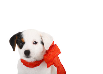 Cagnolino con fiocco rosso © Antonio Gravante