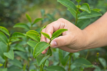 Hand collecting a fresh tea leaf