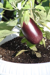 Purple Eggplant