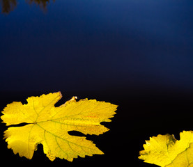 Autumn leaves and water abstract background