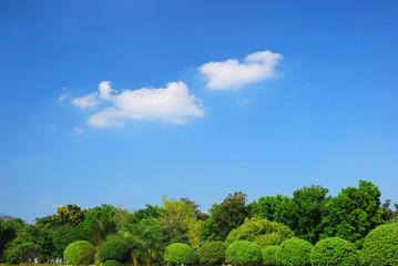 Fototapeta na wymiar Bush i chmury na niebieskim