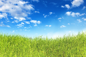 Obraz na płótnie Canvas green grass with blue sky