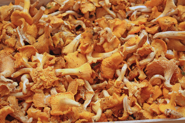 étalage de girolles