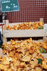 Cagette de girolles