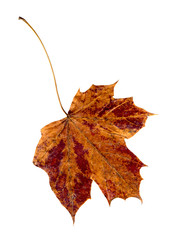 Old dry red brown maple leaf