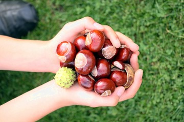 Hände mit Kastanien schöne Färbung