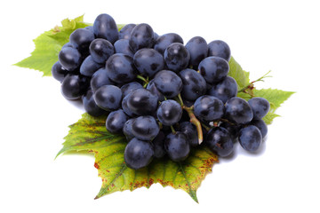Blue Grapes on white