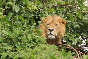 Naklejka na ściany i meble Male lion in canopy, Ngorongoro, Tanzania