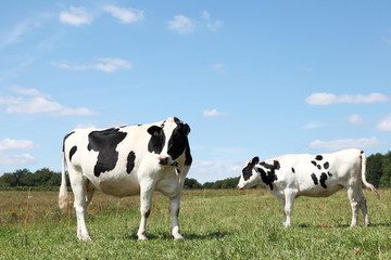 Two Black White Holstein Friesian Dairy Cows