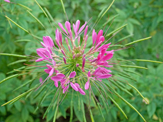 Spinnenblume  - Cleome spinosa