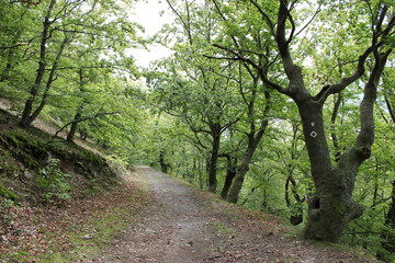 Der Urwaldsteig im Nationalpark Kellerwald