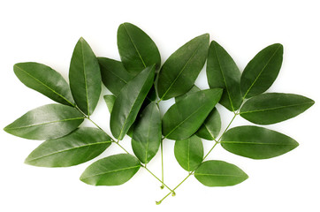 Beautiful green twigs isolated on white