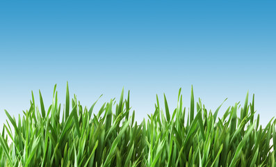 Obraz premium Green grass against blue sky