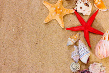 Fototapeta na wymiar beautiful shells and starfish on sand