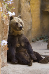 Fototapeta na wymiar Grizzly bear
