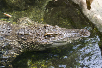Crocodile