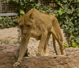 African lioness