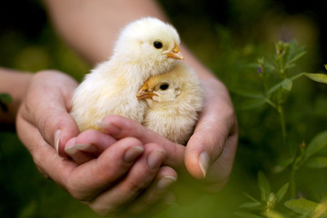 Chickens in the hands of a green background