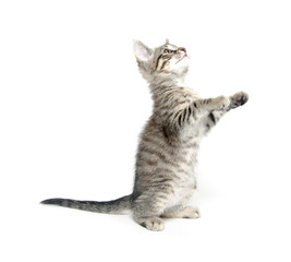 Fototapeta premium Cute kitten playing on white background