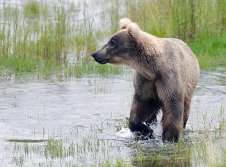 Obraz premium Alaskan brown bear standing in water