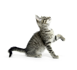 Tabby cat playing on white