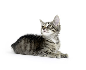 Fototapeta premium Tabby cat playing on white