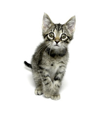 Cute tabby kitten on white