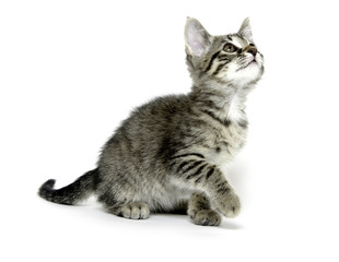 Fototapeta premium Cute tabby kitten on white