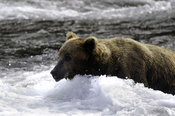 Large grizzly bear standing in water
