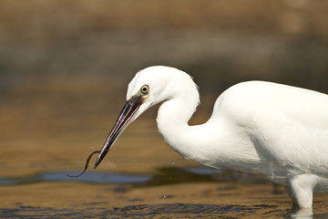 aigrette garzette