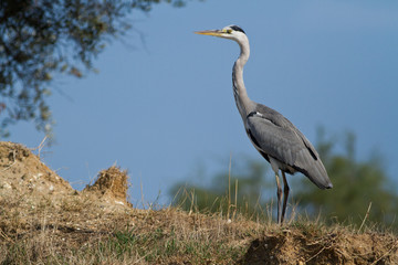 heron cendré