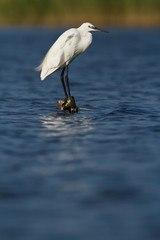 aigrette garzette
