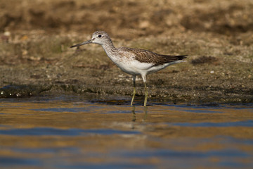 chevalier sylvain (oiseau migrateur sur etang corse)
